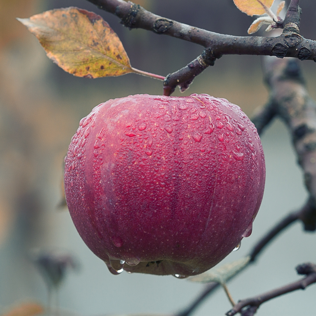 Apfel Herbst Regen Baum - Woolnerd