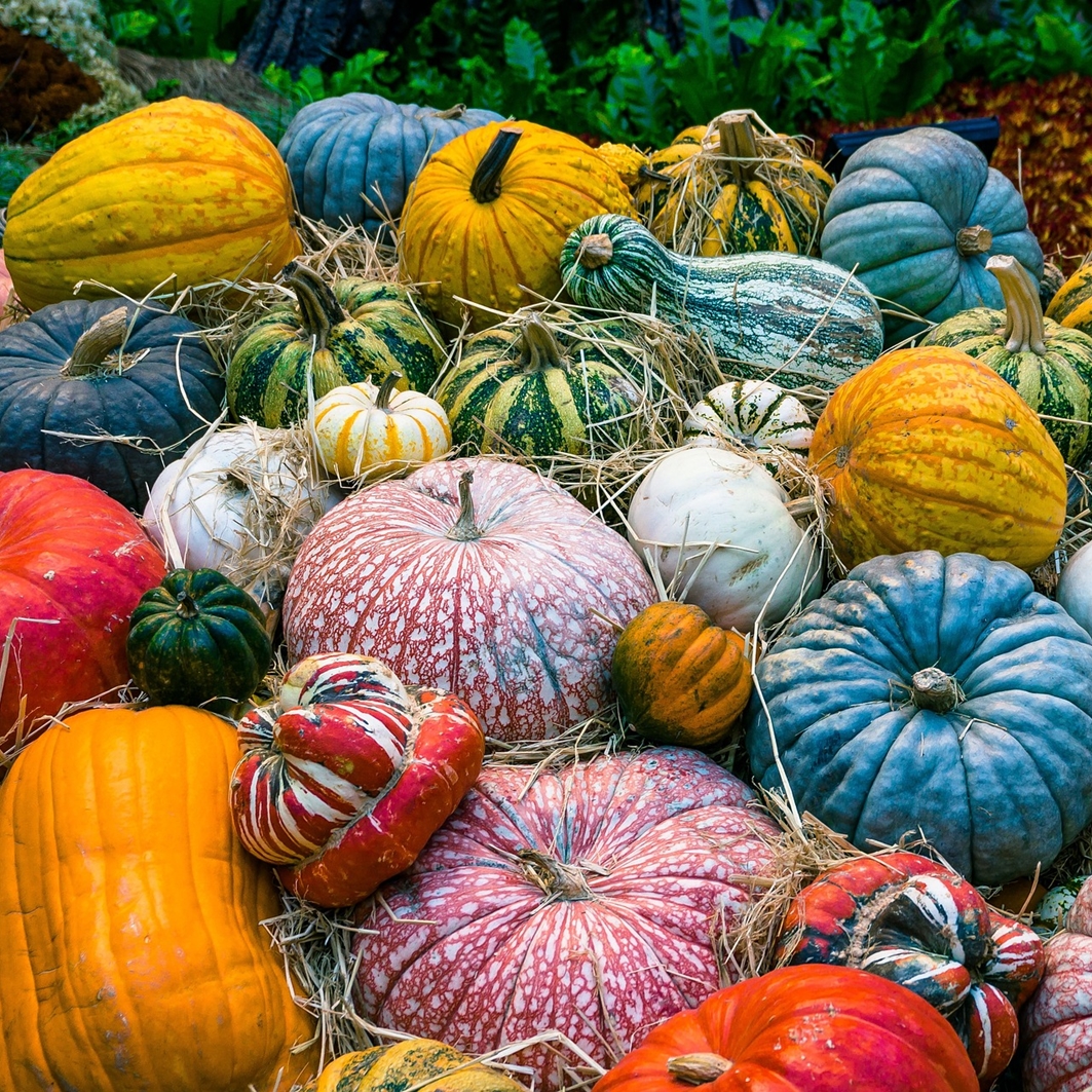 Kürbisse bunt - WOOLNERD