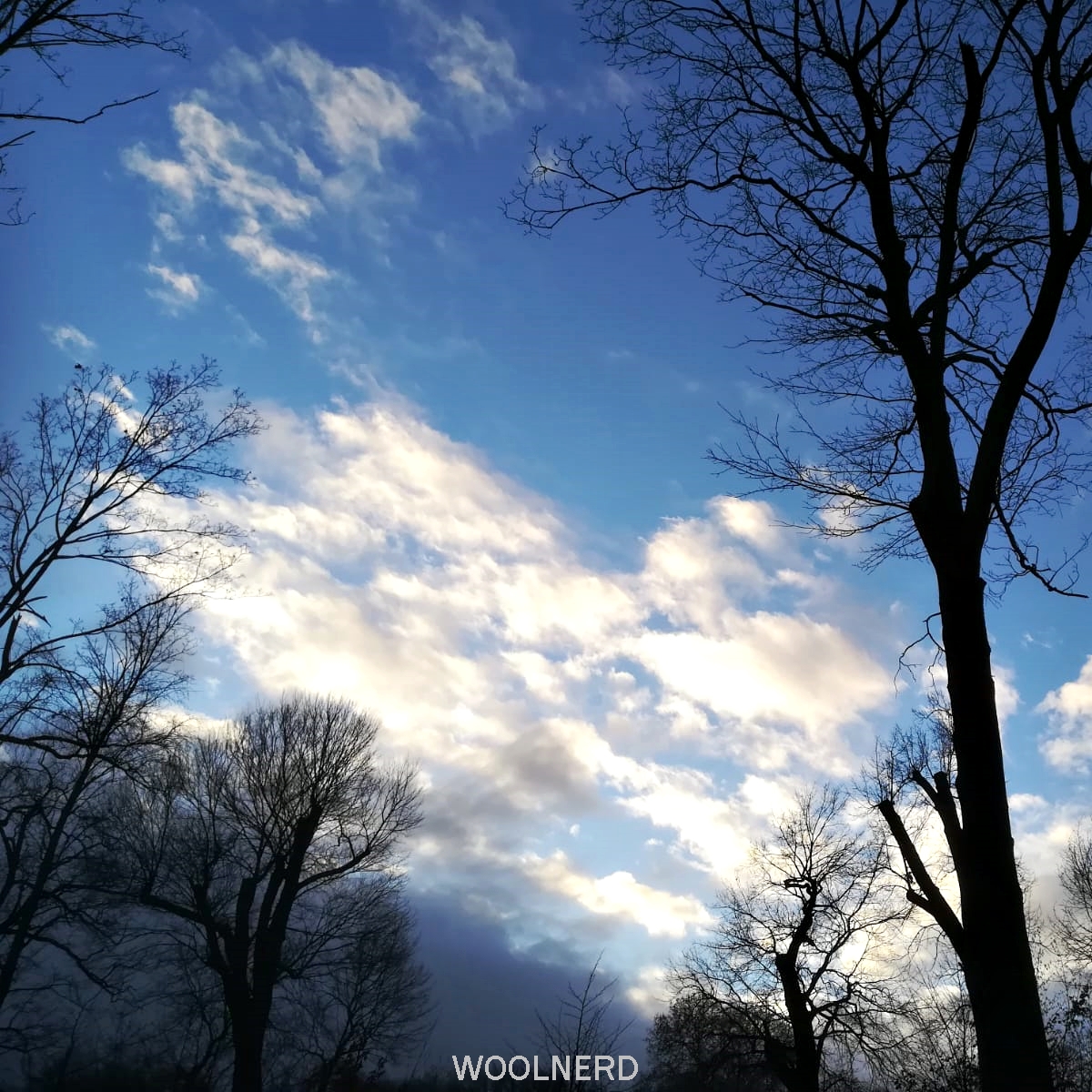 Frühlingsmorgen blauer_Himmel Bäume - WOOLNERD